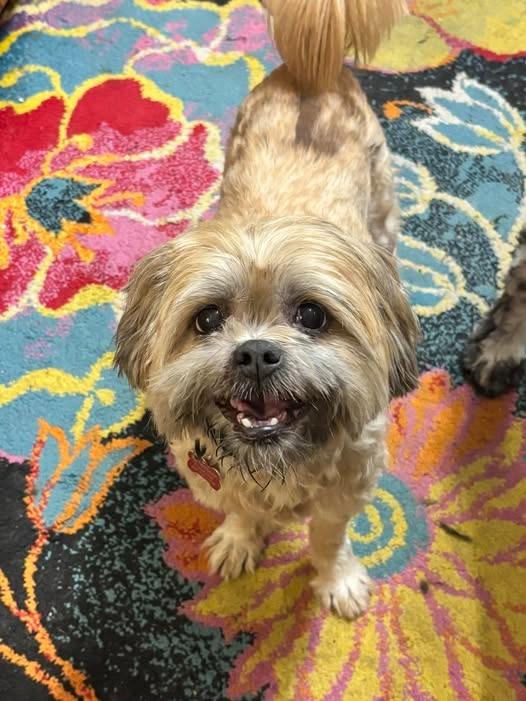 Enlarge Sassafras, a Adoptable mixed breed in Kettering, OH image 4/5