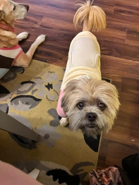 Enlarge Sassafras, a Adoptable mixed breed in Kettering, OH image 5/5