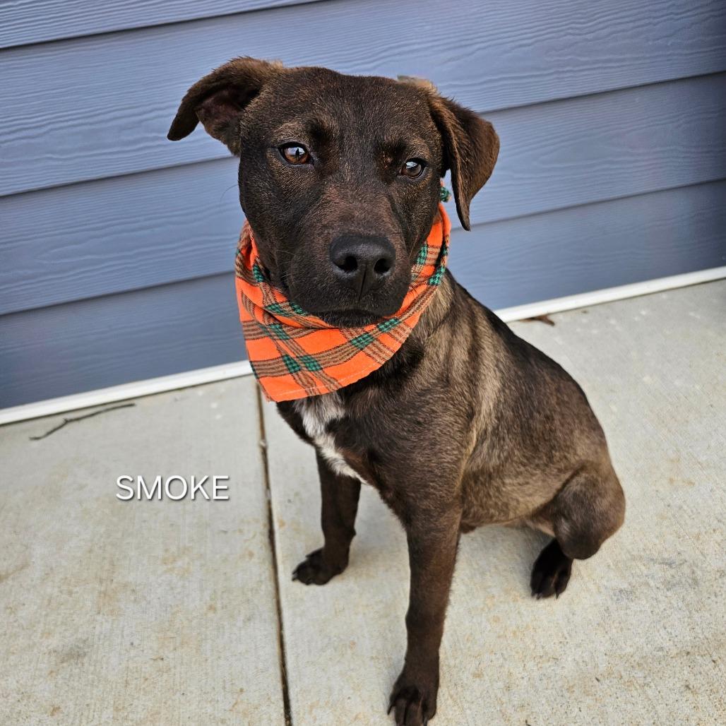 Smoke, Adoptable, Young Male Australian Cattle Dog / Blue Heeler & Australian Cattle Dog / Blue Heeler.