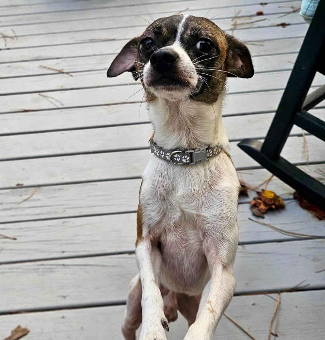 Hatfield, Adopted, Young Male Chihuahua & Jack Russell Terrier.