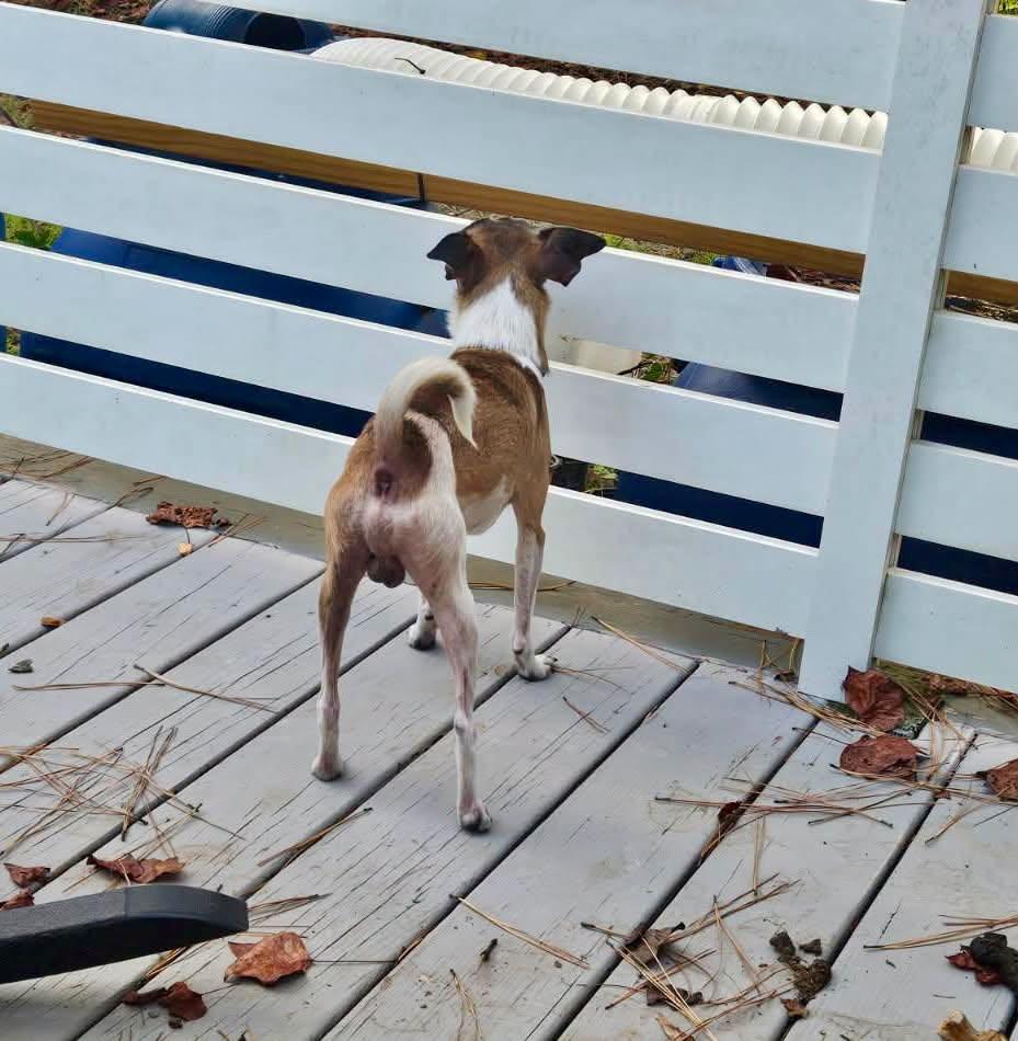 Enlarge Hatfield, a Adopted mixed breed in Yorktown, VA image 5/6