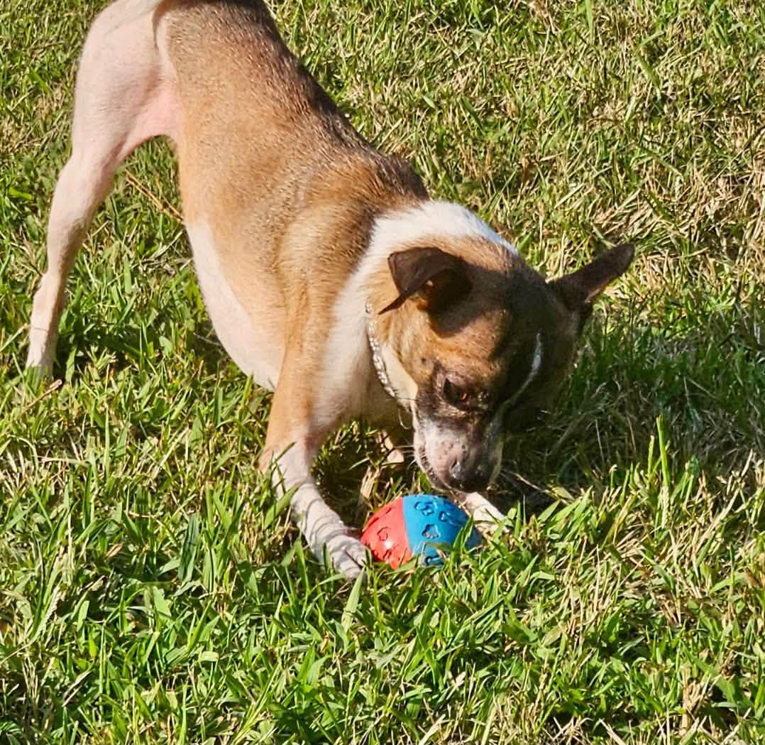 Enlarge Hatfield, a Adopted mixed breed in Yorktown, VA image 2/6