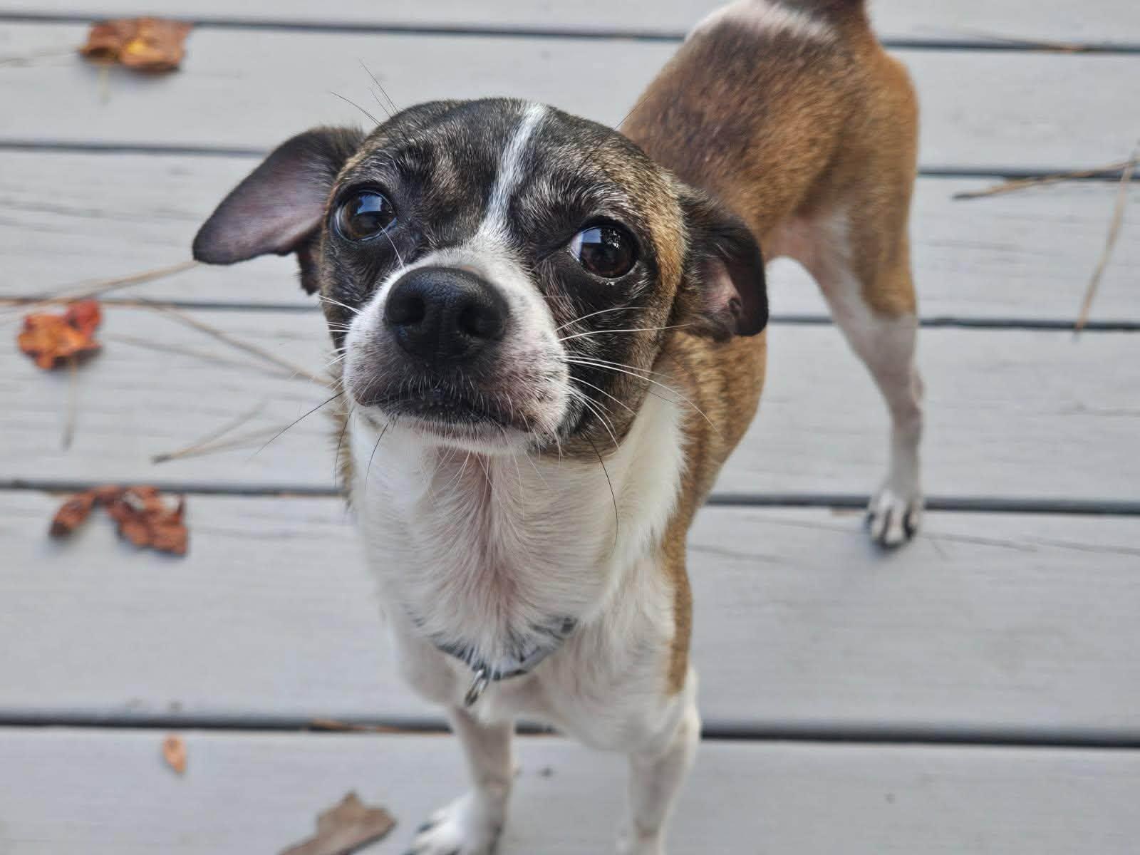 Enlarge Hatfield, a Adopted mixed breed in Yorktown, VA image 4/6