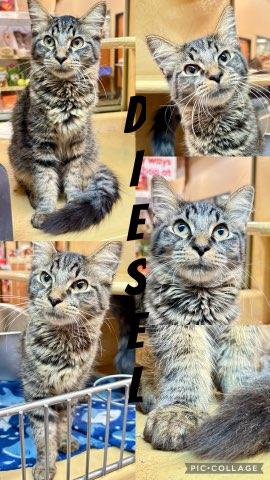 DIESEL, Adoptable, Kitten Male Tabby.