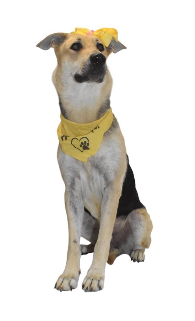 Enlarge Eloise, a Adoptable German Shepherd Dog in Springfield, OH image 2/5
