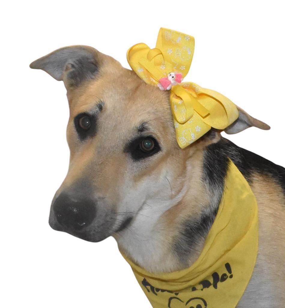 Enlarge Eloise, a Adoptable German Shepherd Dog in Springfield, OH image 3/5