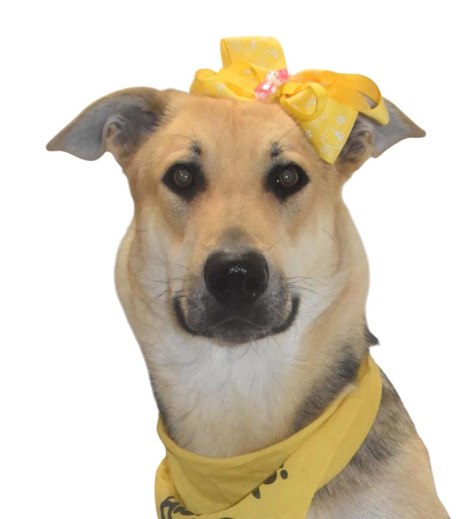 Enlarge Eloise, a Adoptable German Shepherd Dog in Springfield, OH image 4/5