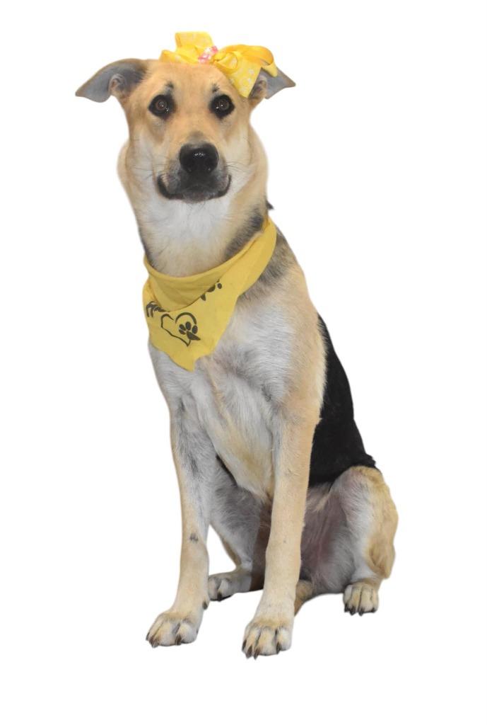Enlarge Eloise, a Adoptable German Shepherd Dog in Springfield, OH image 5/5