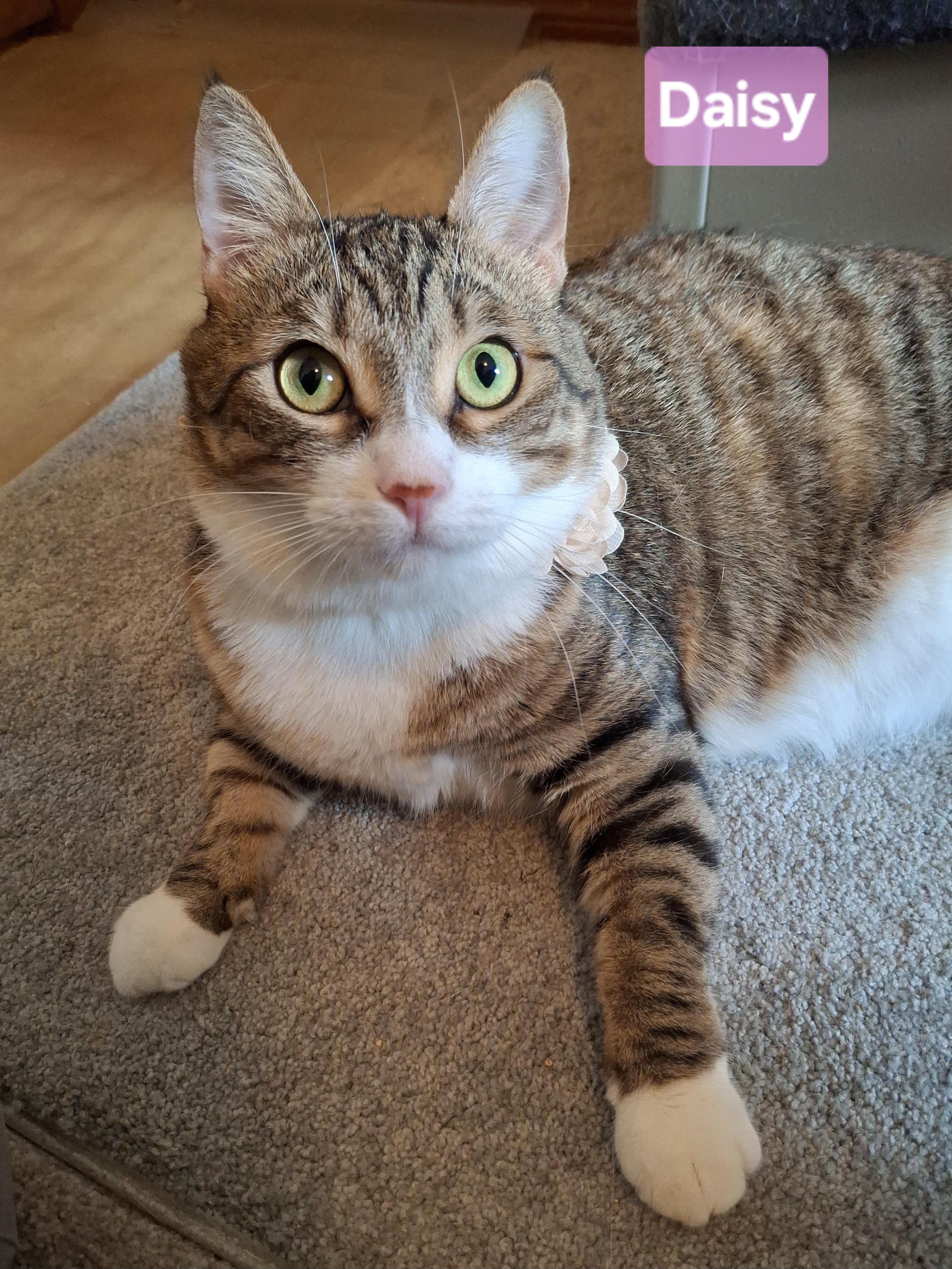 :::Daisy:::, Adoptable, Young Female Domestic Short Hair & Tabby.