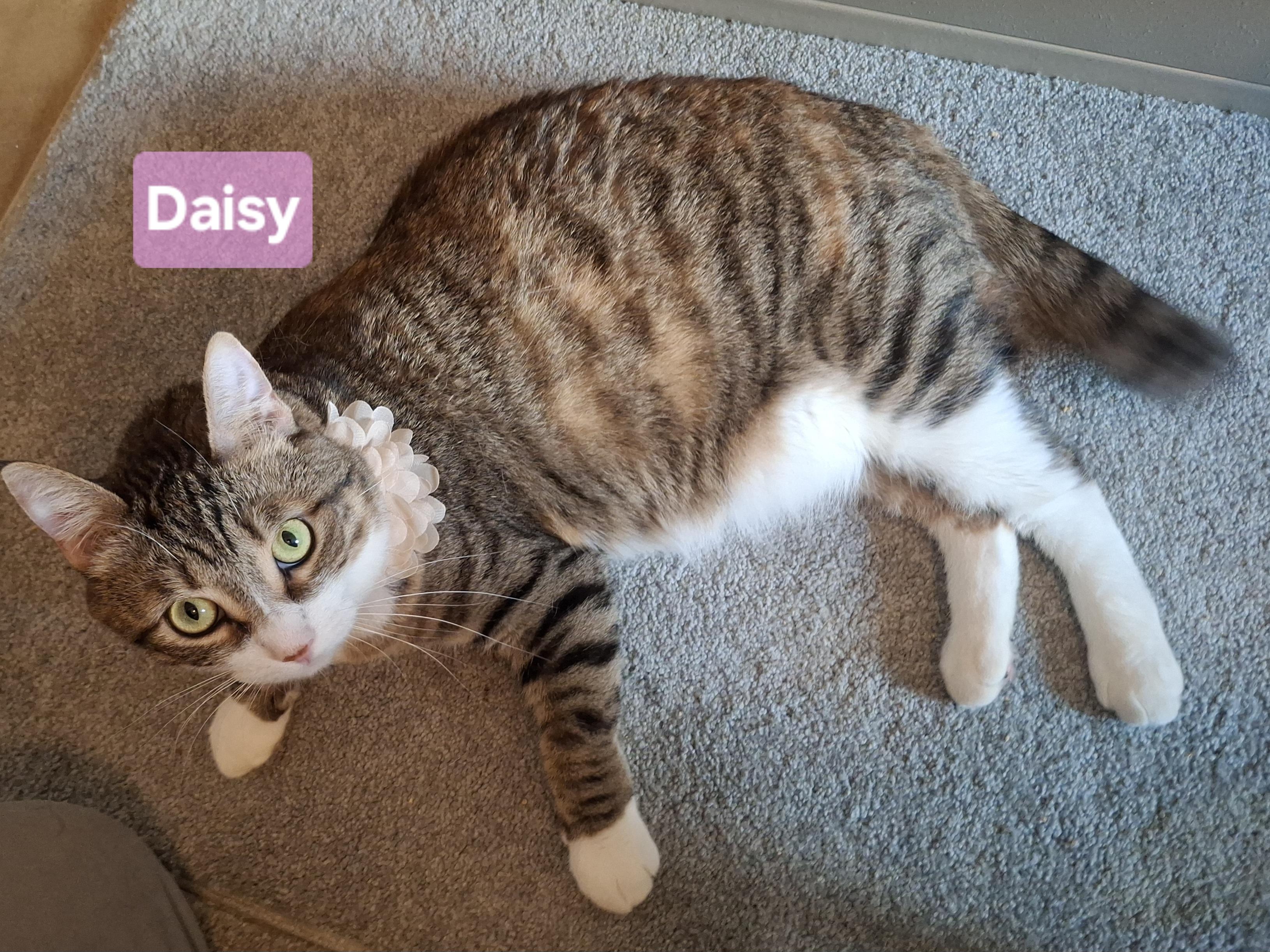 Enlarge :::Daisy:::, a Adoptable mixed breed in Riverside, CA image 5/6
