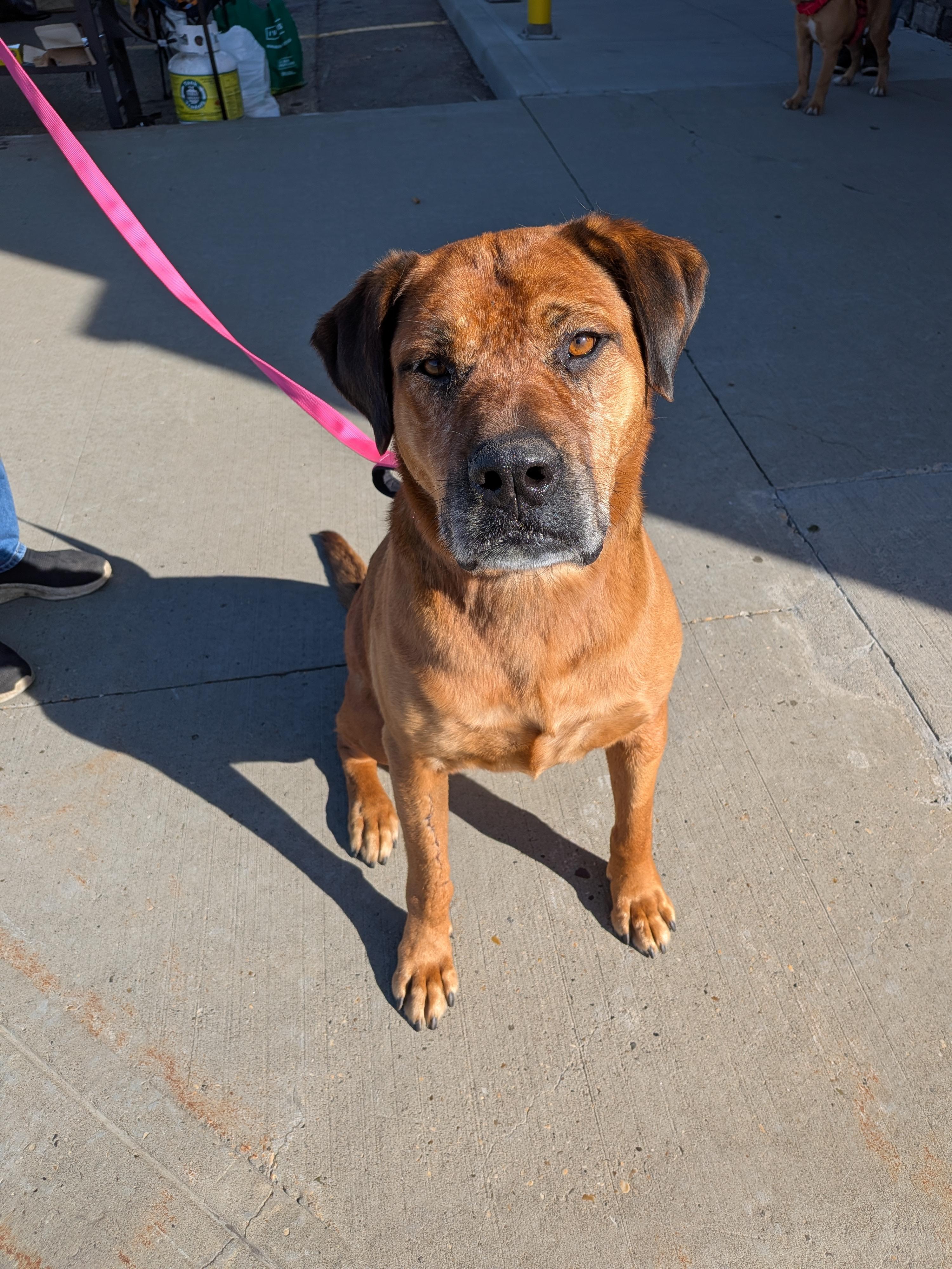 Enlarge Penny, a Adoptable mixed breed in Edmonton, AB image 3/3
