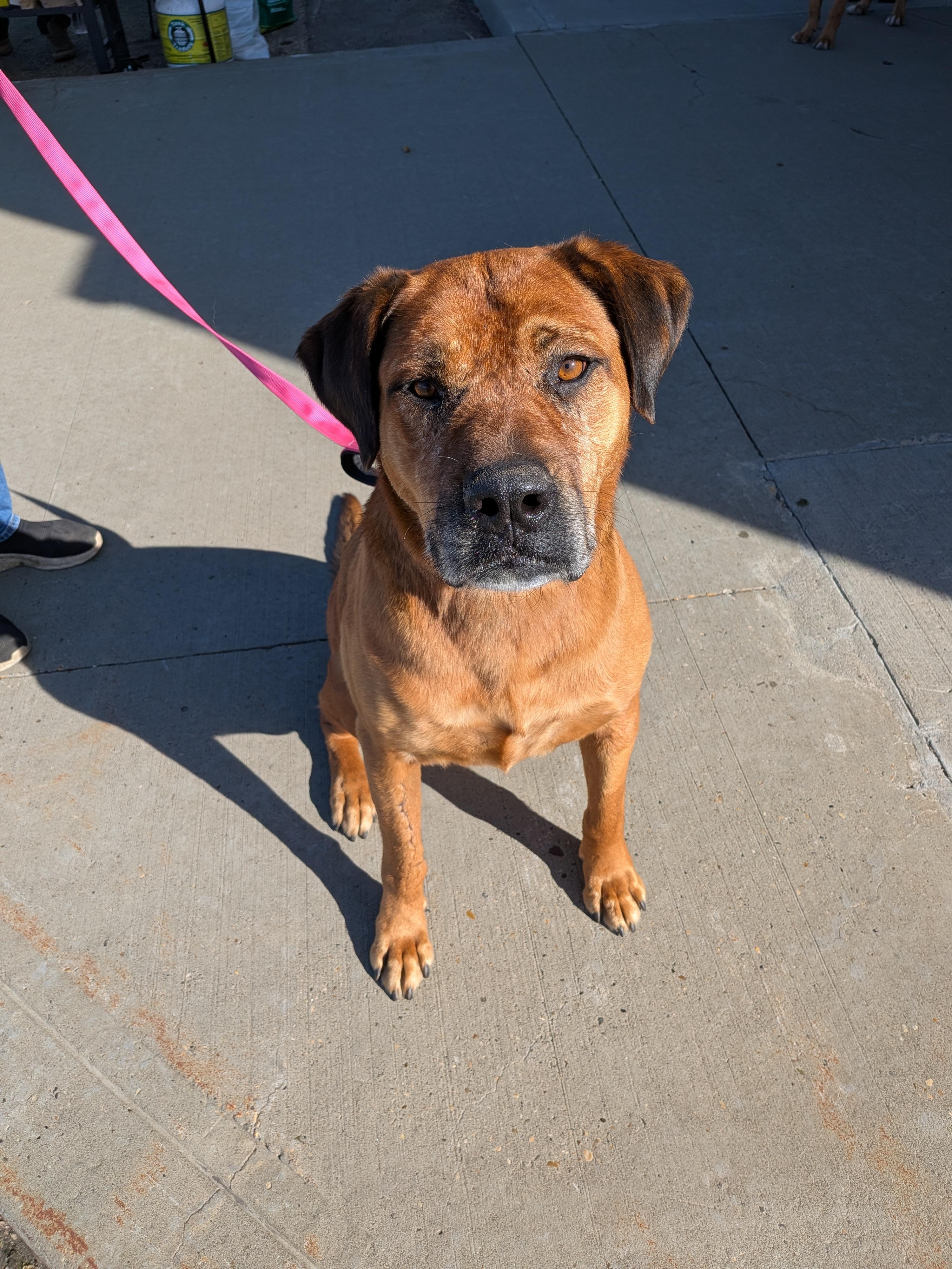 Enlarge Penny, a Adoptable mixed breed in Edmonton, AB image 2/3