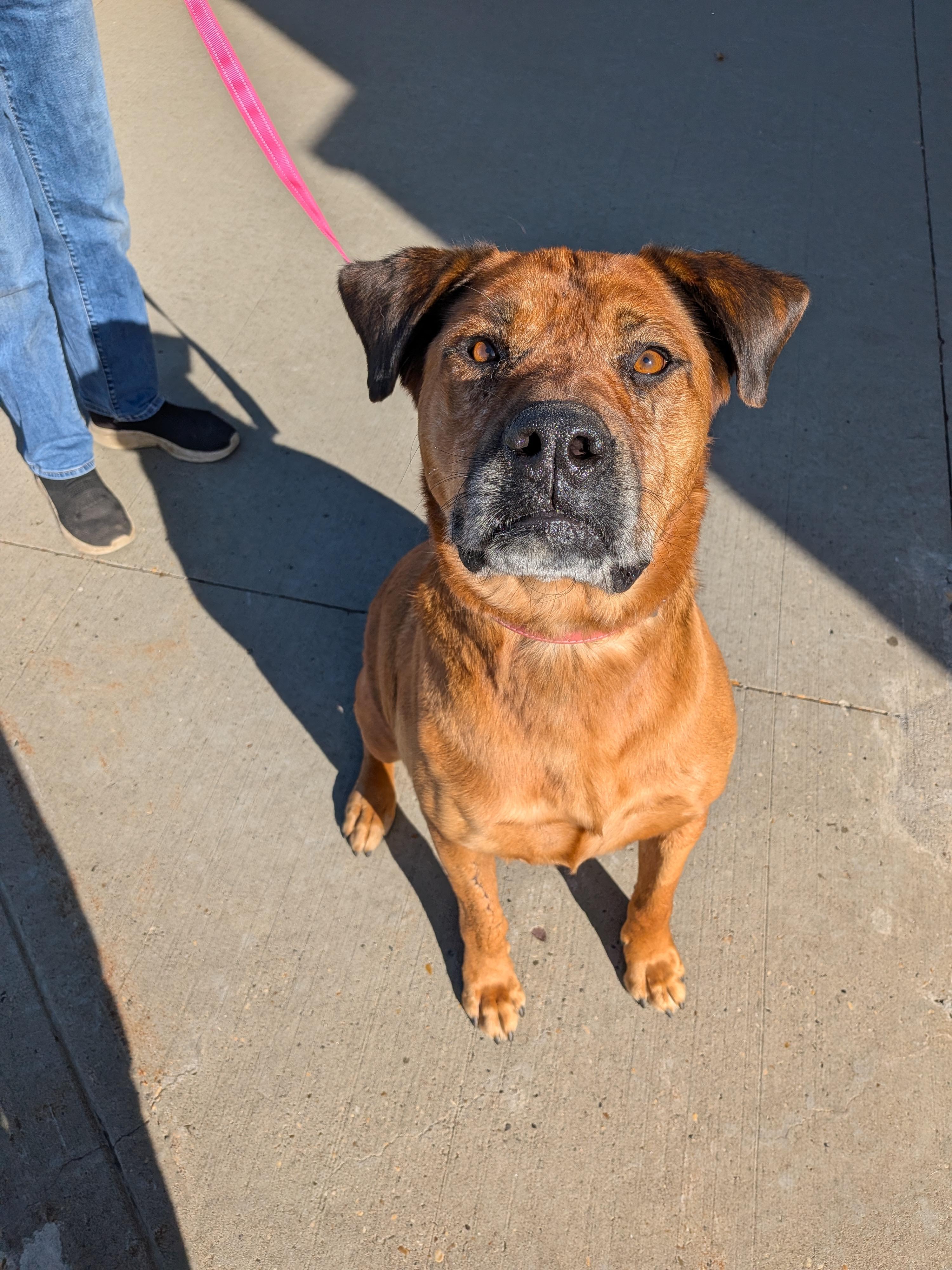 Enlarge Penny, a Adoptable mixed breed in Edmonton, AB image 1/3