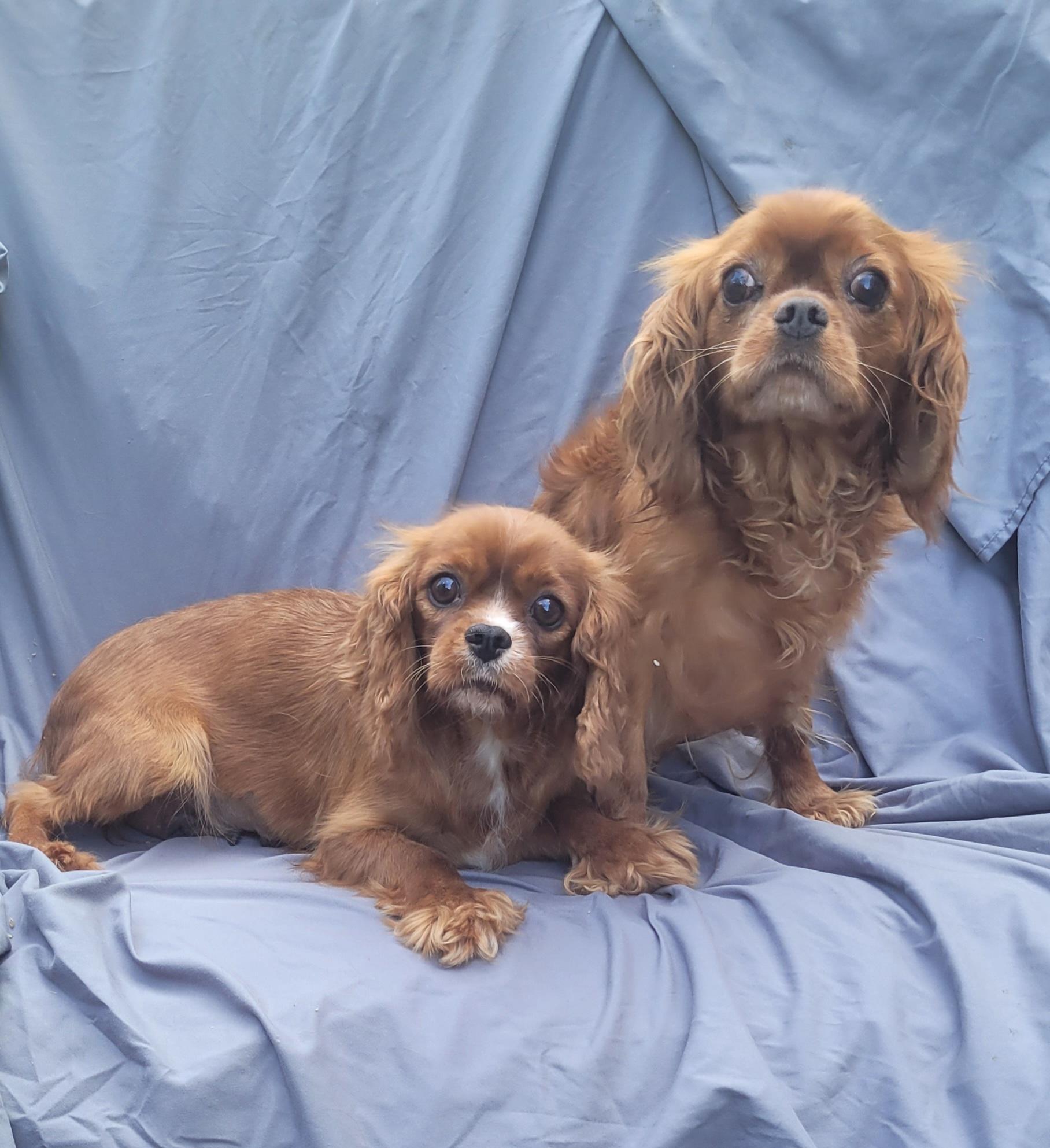 Ruby Cavalier females