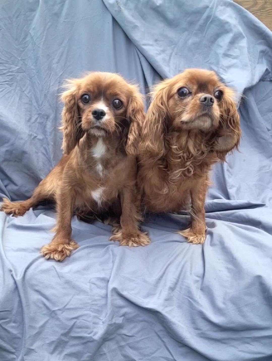 Ruby Cavalier females