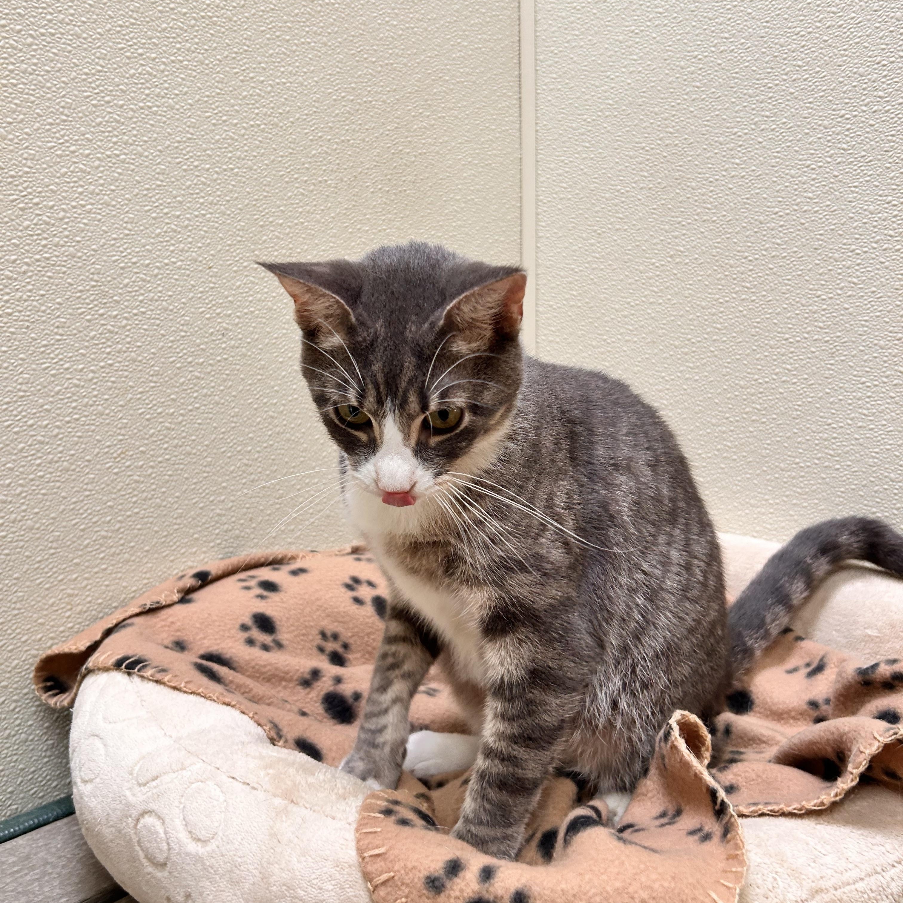 Artichoke, an adopted Domestic Short Hair in Myerstown, PA image 2/2