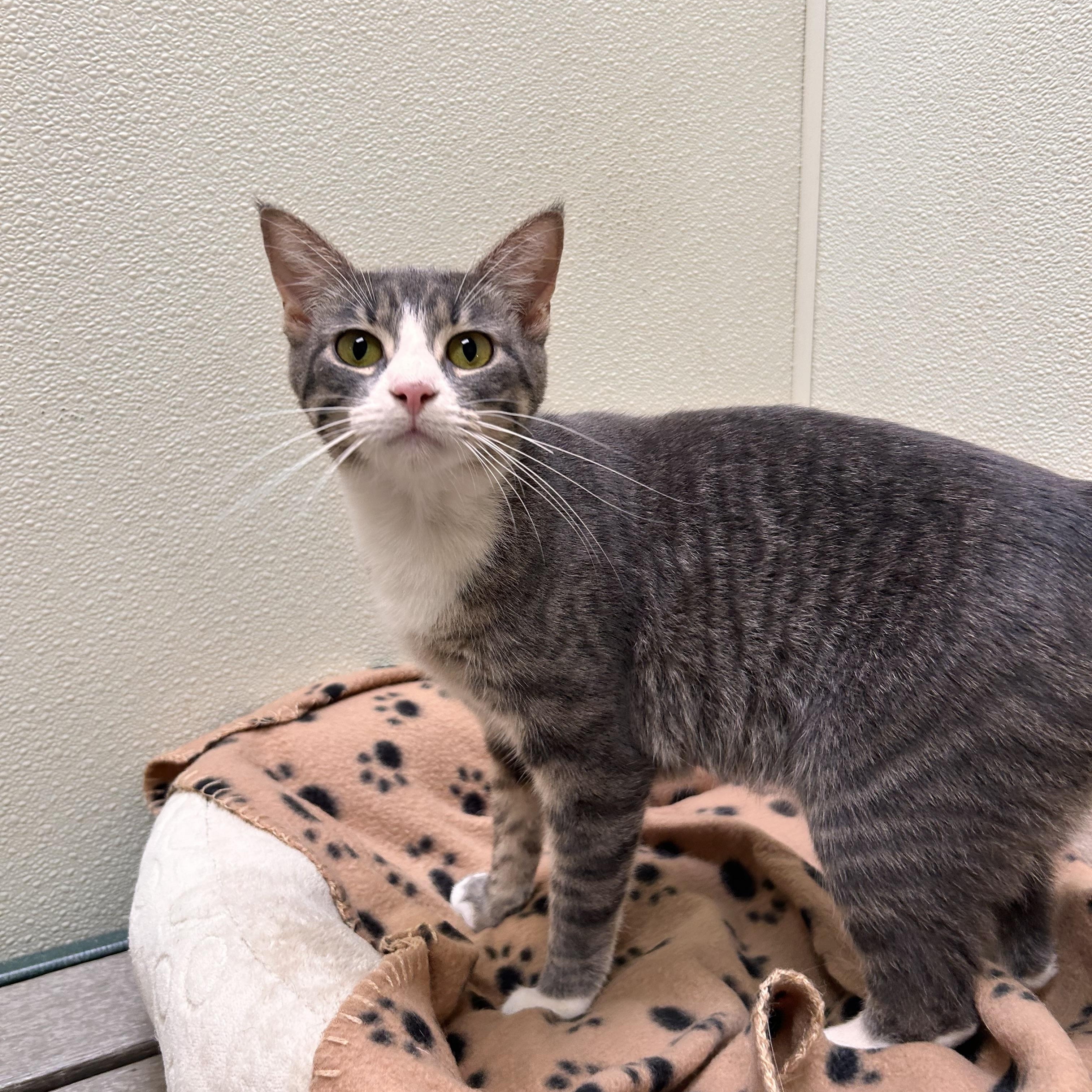 Artichoke, an adopted Domestic Short Hair in Myerstown, PA image 1/2