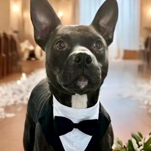 THOMAS, a Adoptable mixed breed in Defuniak Springs , FL image 2/5