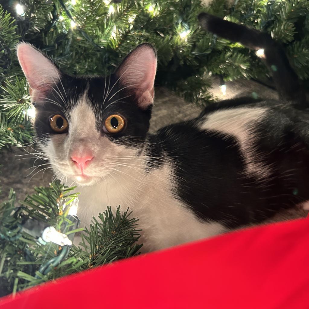 Buster keaton, Adoptable, Adult Male Domestic Short Hair.