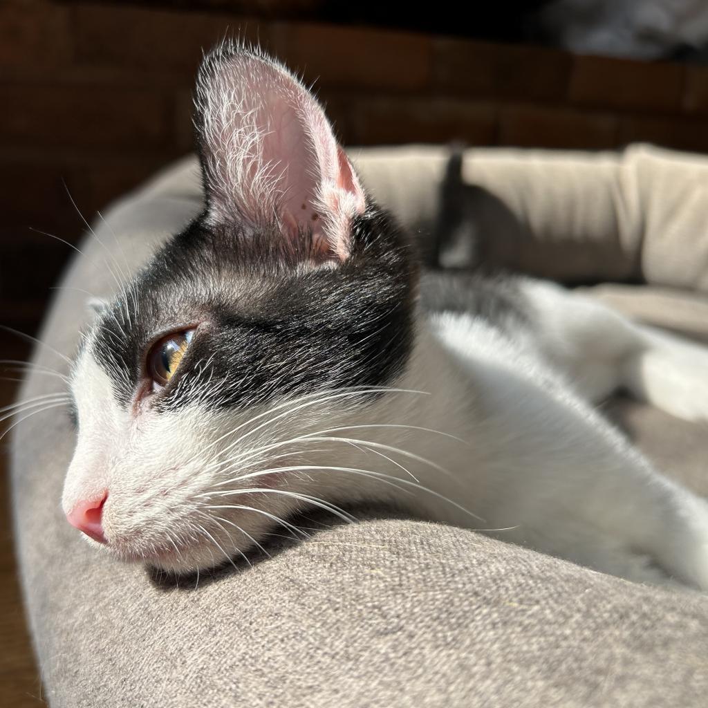 Enlarge Buster keaton, a Adoptable Domestic Short Hair in Plano, TX image 2/6