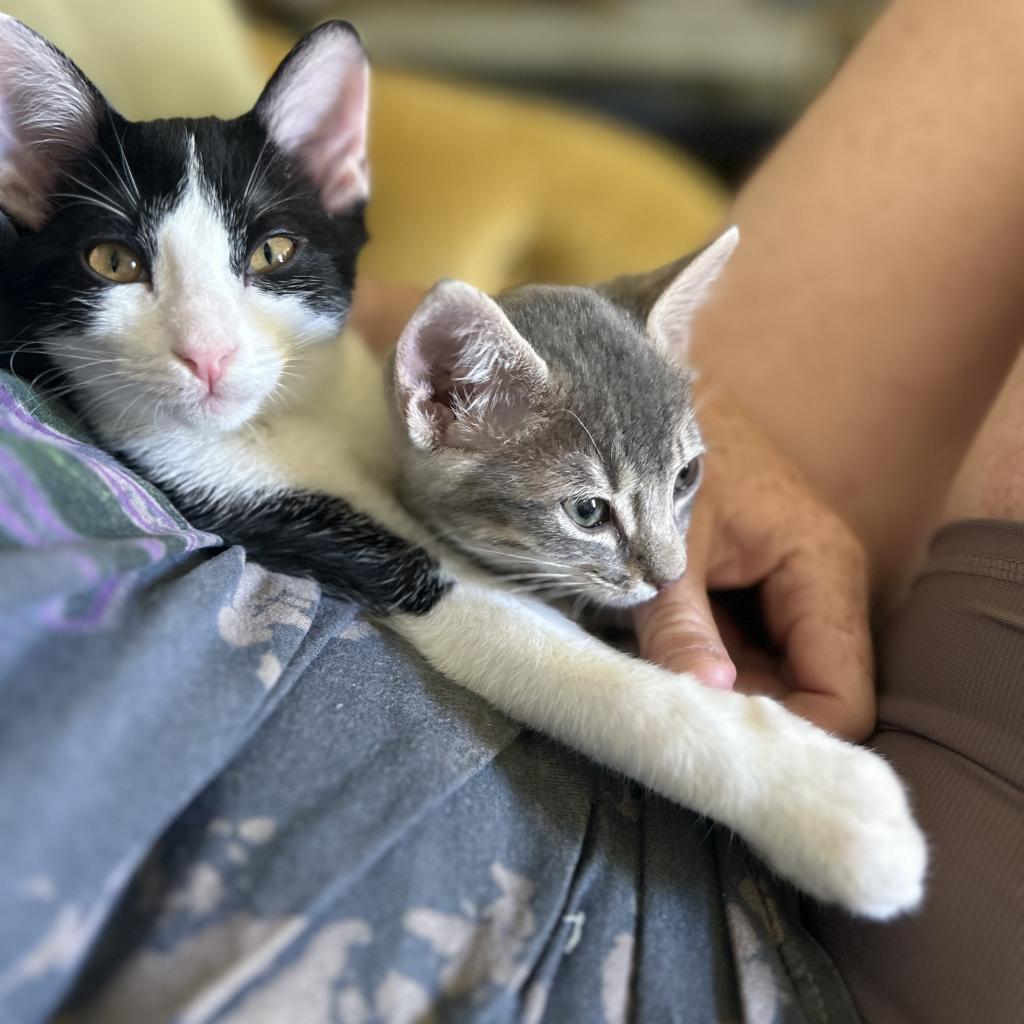 Enlarge Buster keaton, a Adoptable Domestic Short Hair in Plano, TX image 3/6