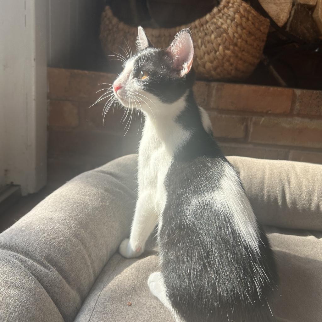 Enlarge Buster keaton, a Adoptable Domestic Short Hair in Plano, TX image 4/6