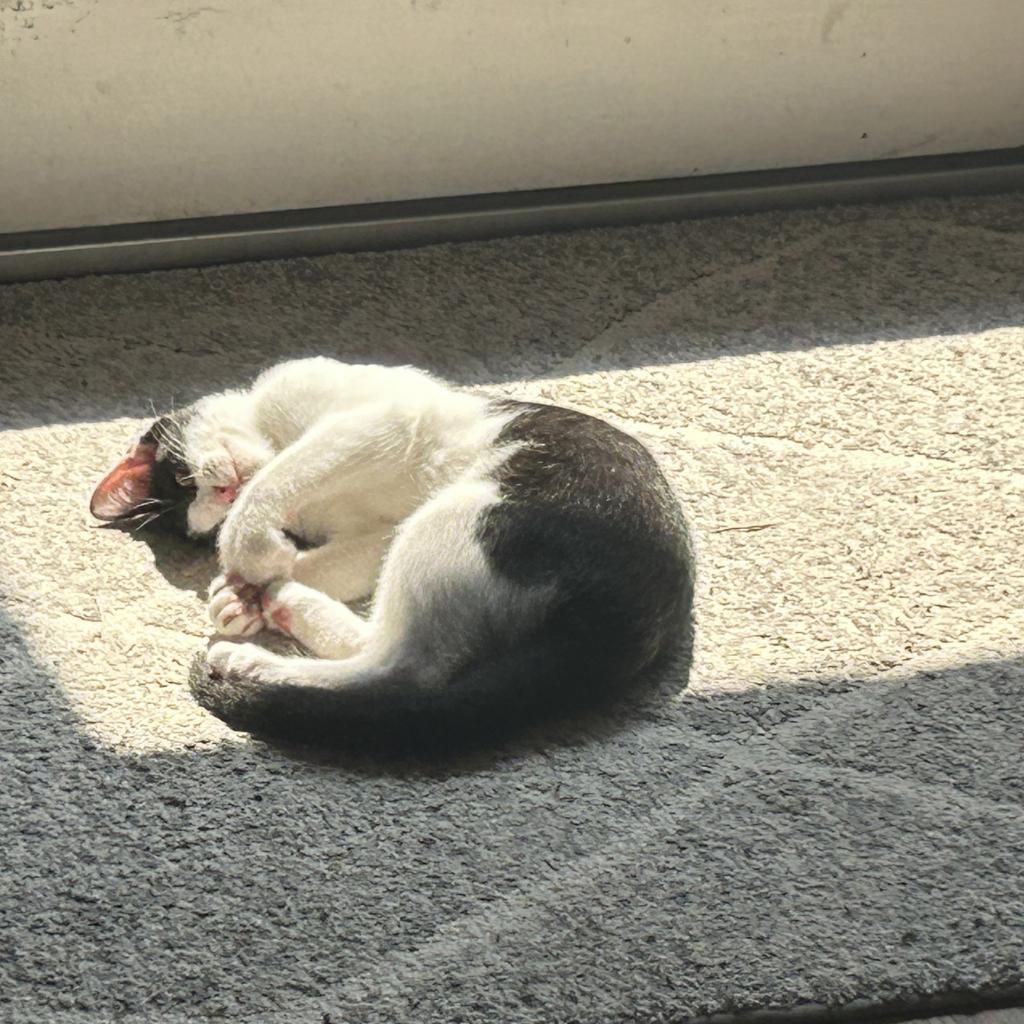 Enlarge Buster keaton, a Adoptable Domestic Short Hair in Plano, TX image 5/6