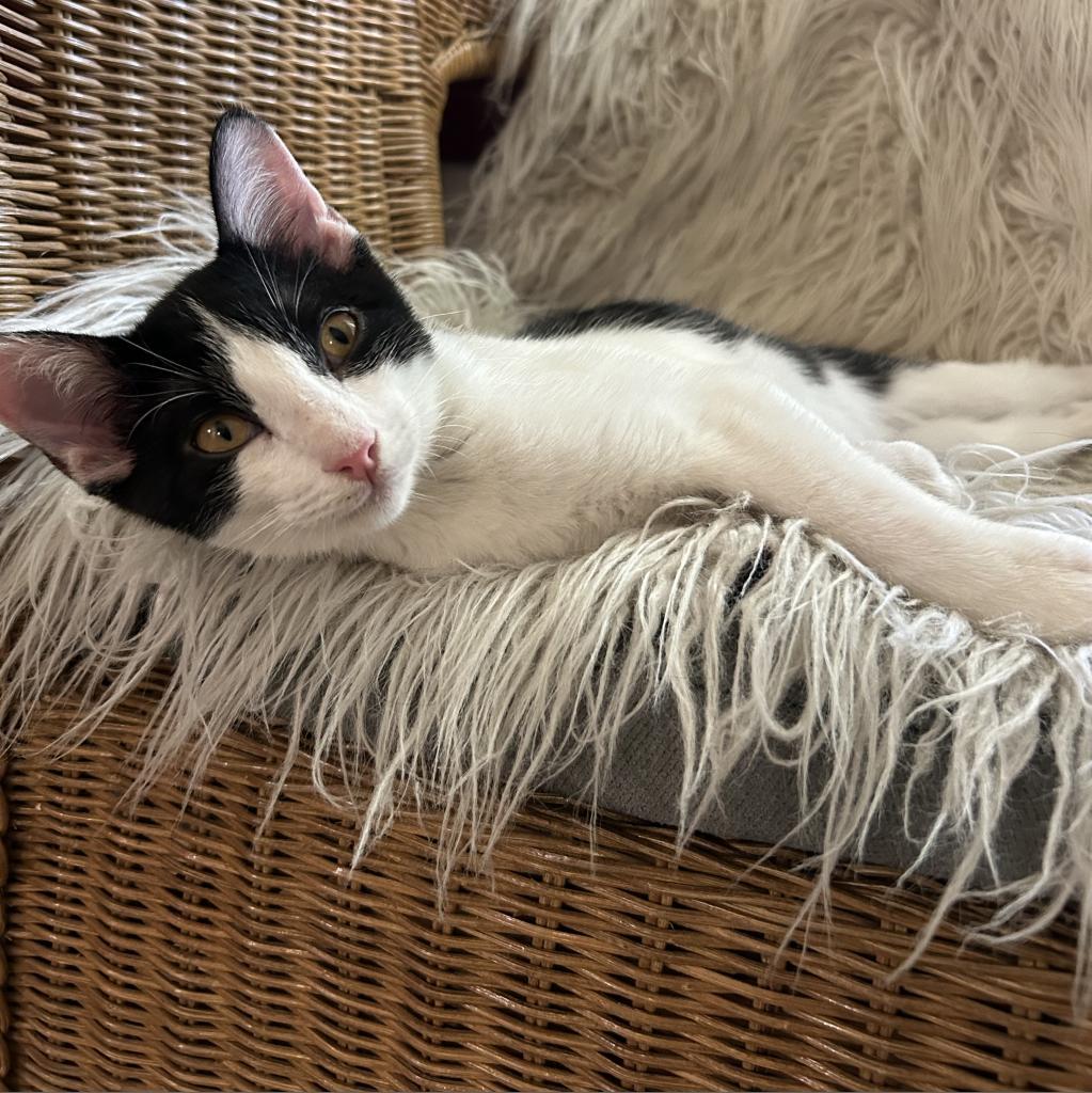 Enlarge Buster keaton, a Adoptable Domestic Short Hair in Plano, TX image 6/6