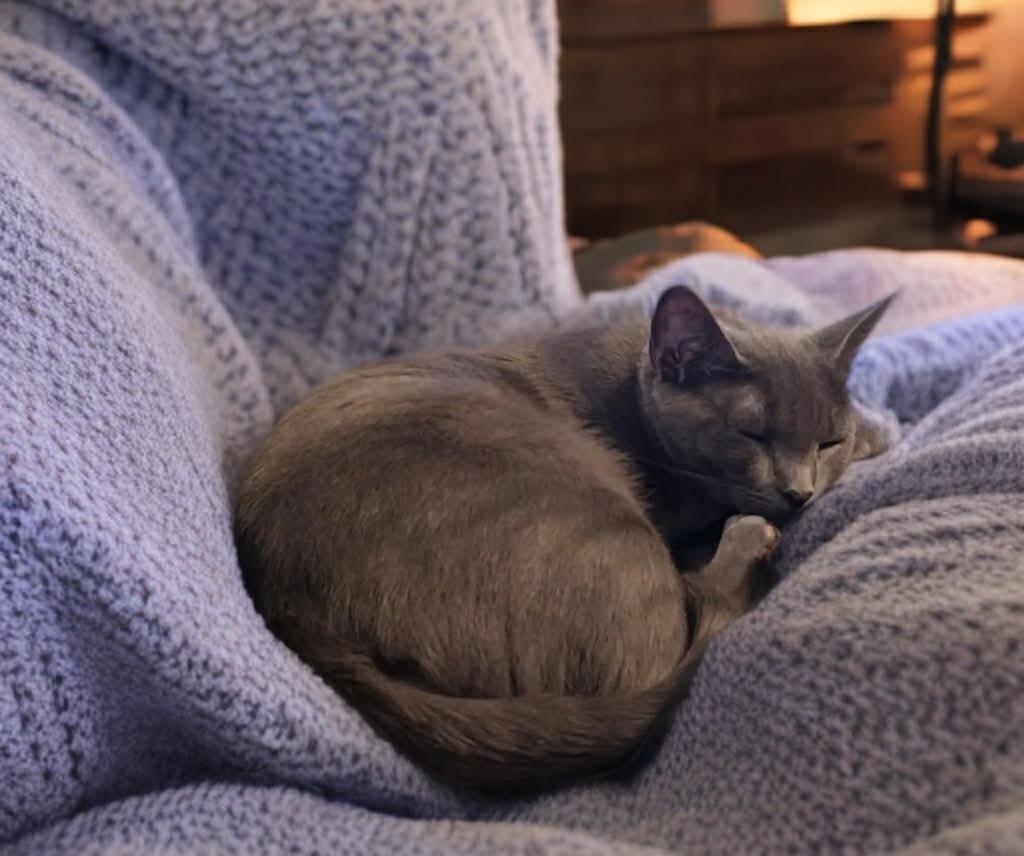 Ripple, Adoptable, Young Female Domestic Short Hair.