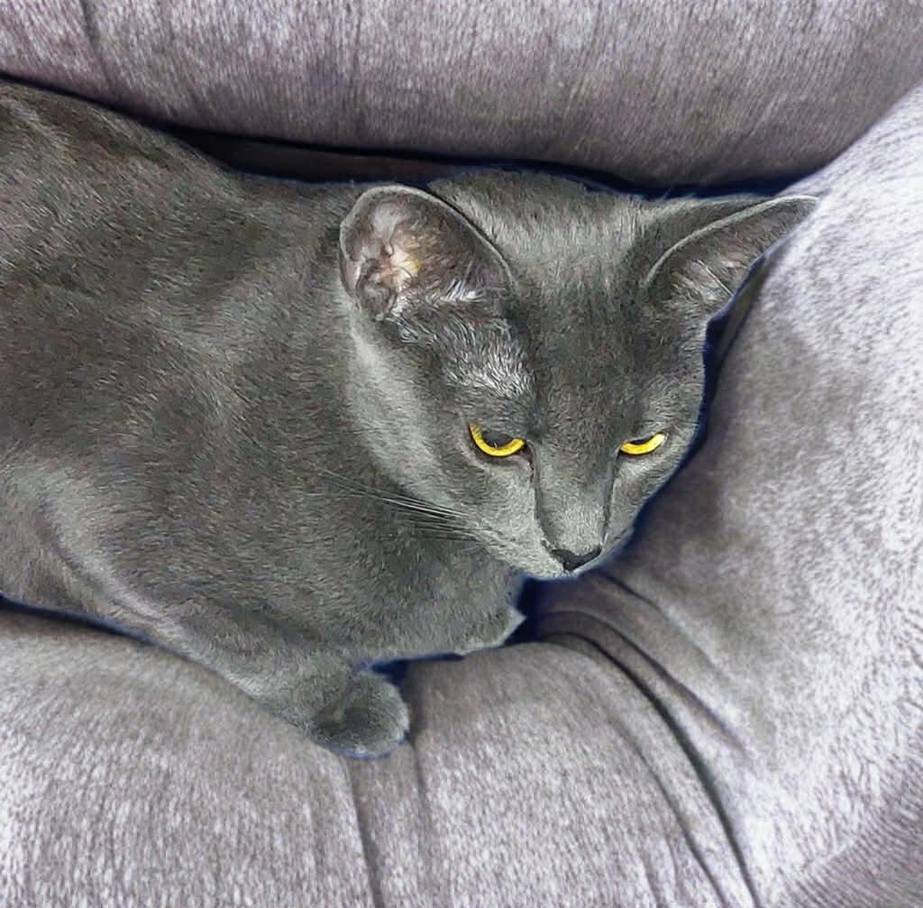 Ripple, Adoptable, Young Female Domestic Short Hair.