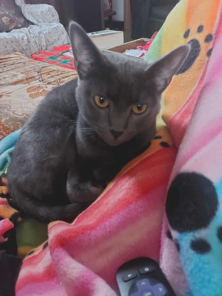 Ripple, a Adoptable mixed breed in Fond Du Lac, WI image 3/4