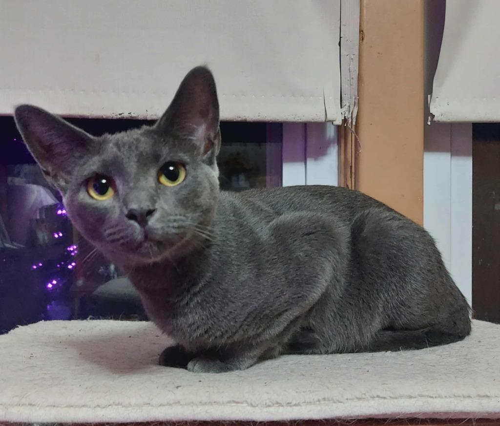 Ripple, a Adoptable mixed breed in Fond Du Lac, WI image 4/4