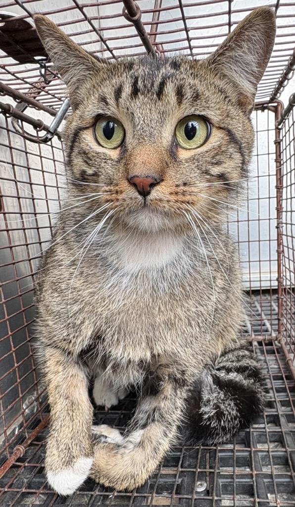 Catpurrnicus, Adoptable, Young Male Domestic Short Hair.