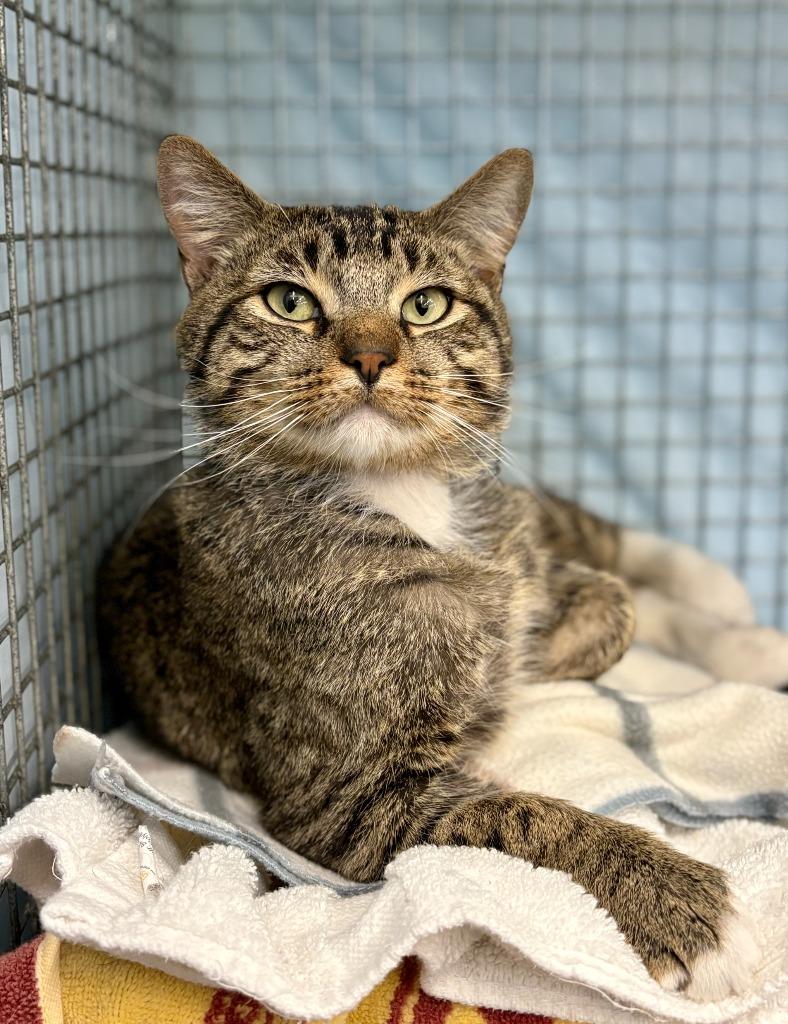 Enlarge Catpurrnicus, a Adoptable mixed breed in Gillette, WY image 2/2