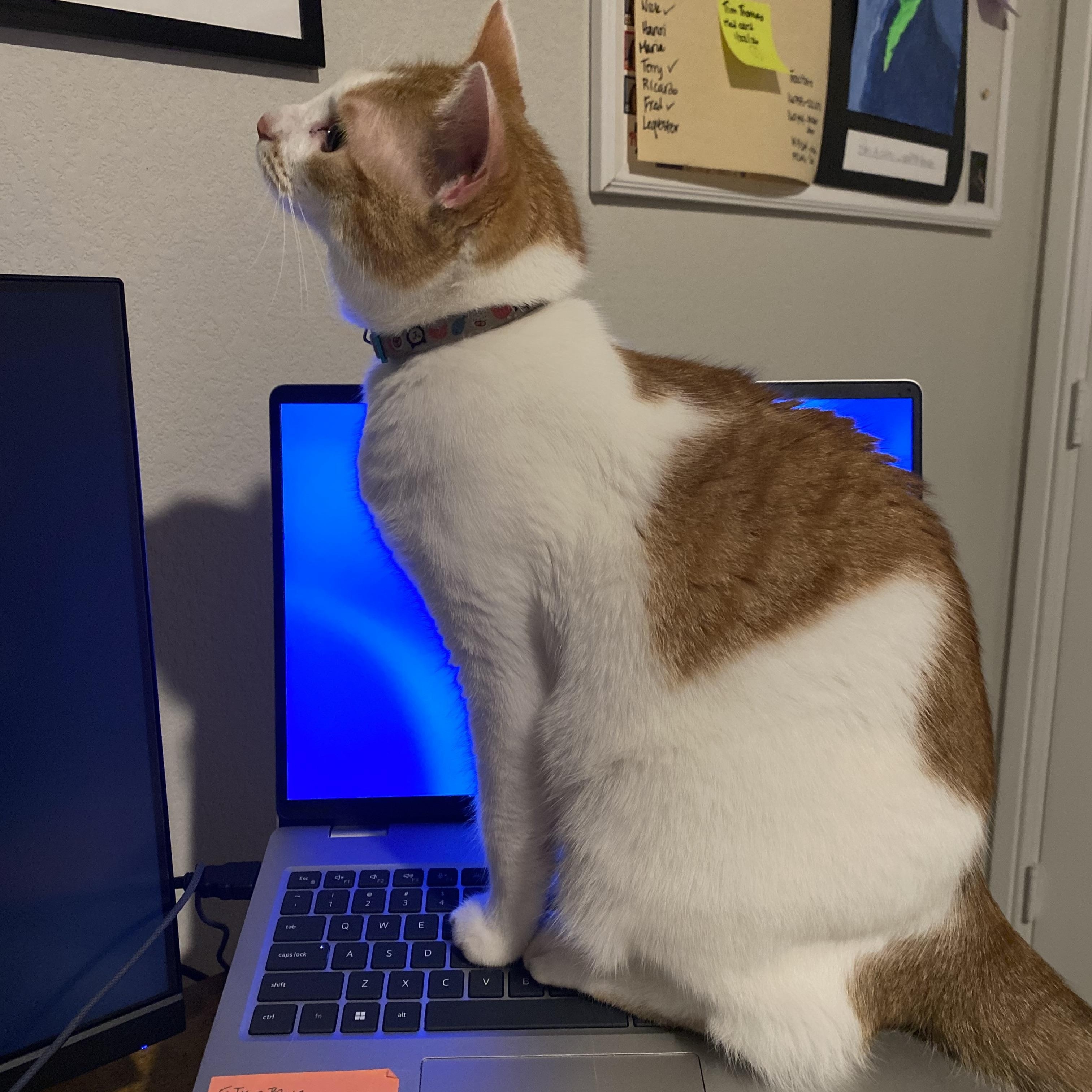 Enlarge Parker, a ADOPTABLE Domestic Short Hair in Crowley, TX image 3/3