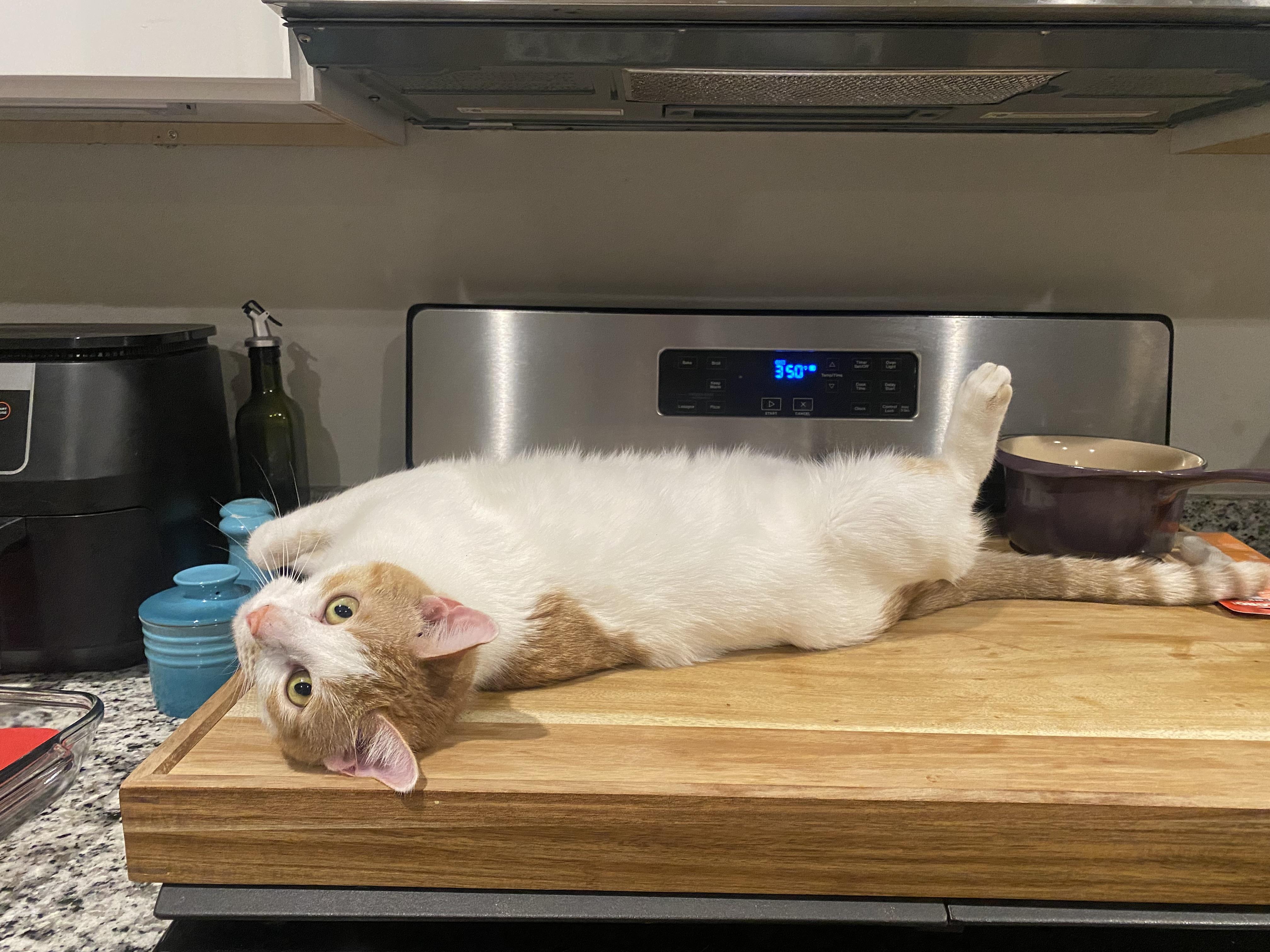 Enlarge Parker, a ADOPTABLE Domestic Short Hair in Crowley, TX image 2/3