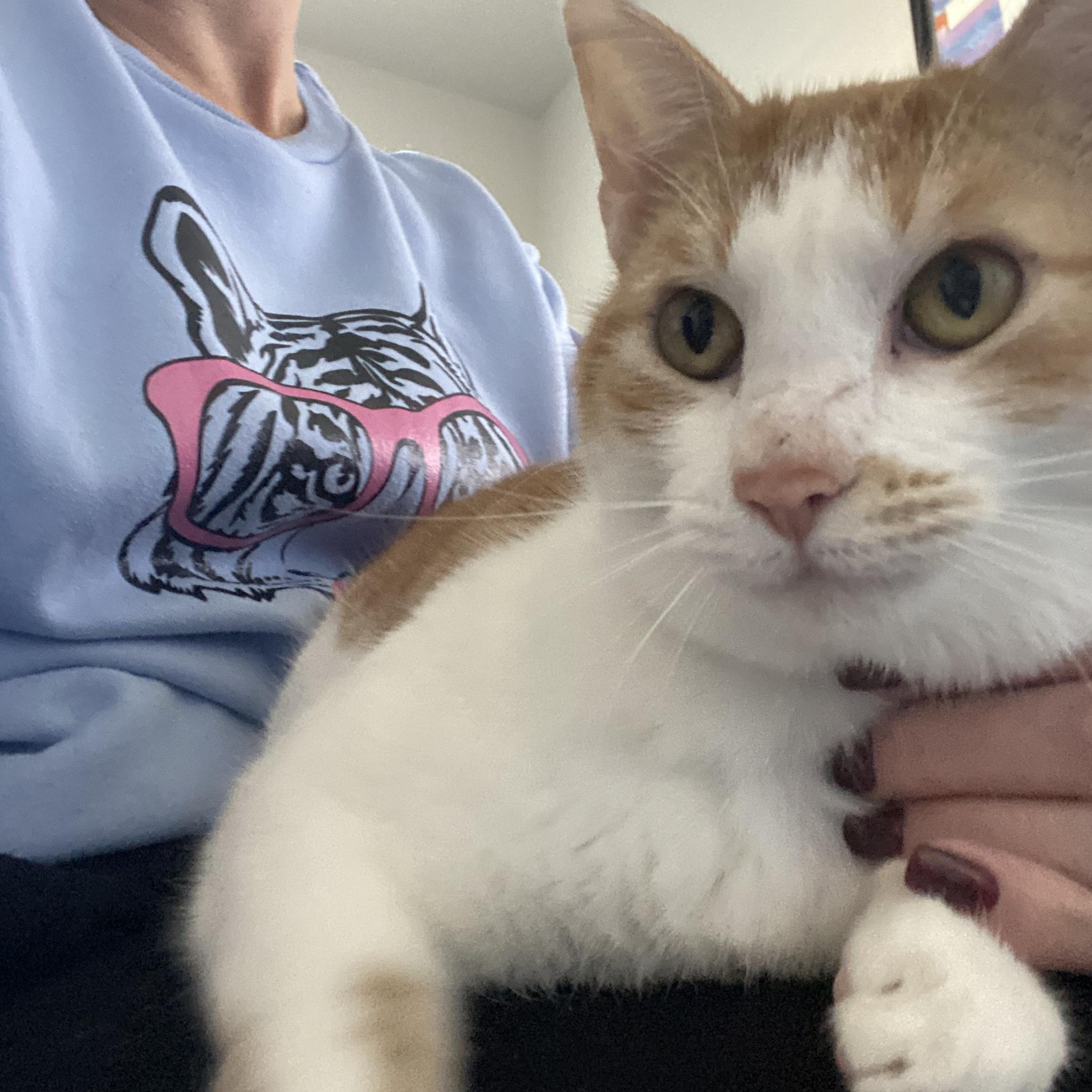 Parker, ADOPTABLE, Adult Female Domestic Short Hair.