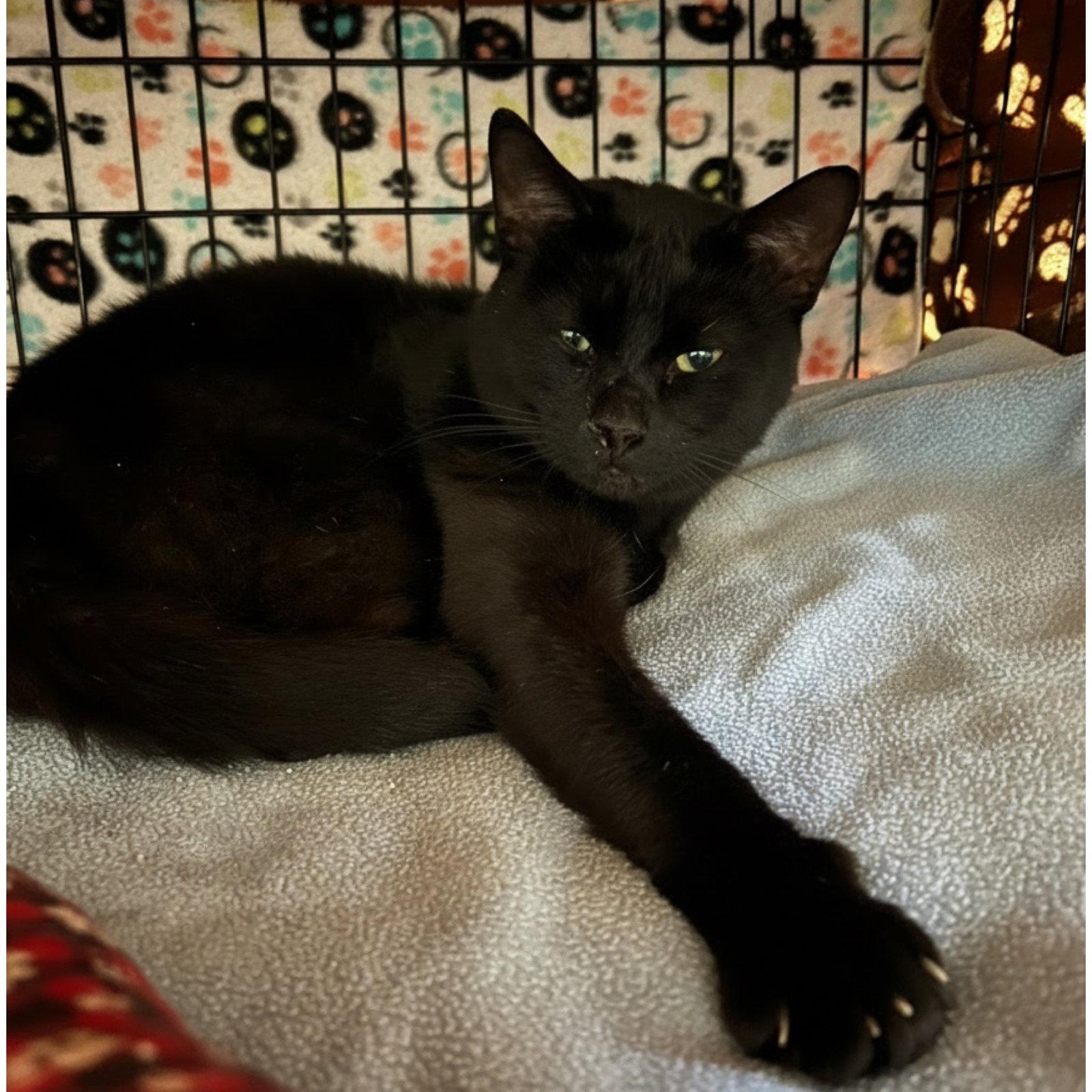 Enlarge Jonathan, a Adoptable Domestic Short Hair in Blasdell, NY image 1/1
