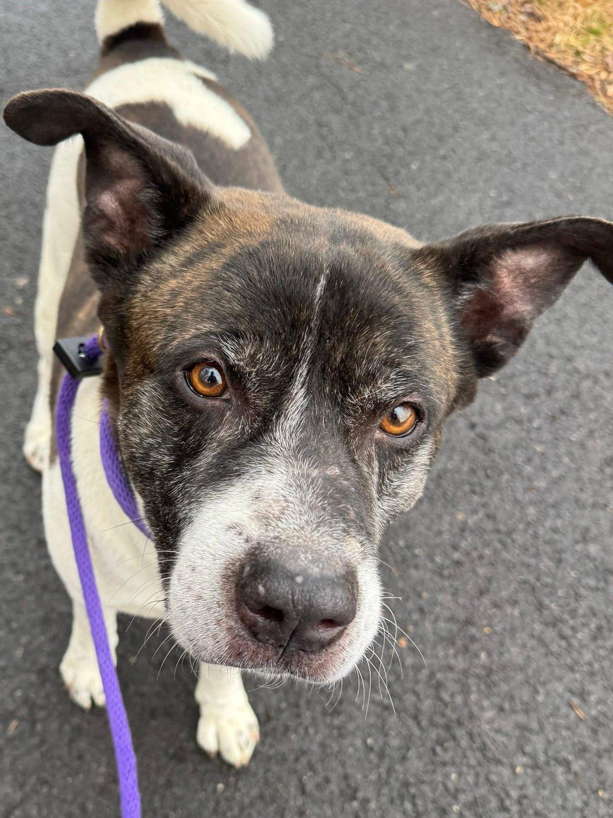 Panda (ID 25001/4088), ADOPTABLE, Adult Male Akita & Pit Bull Terrier.