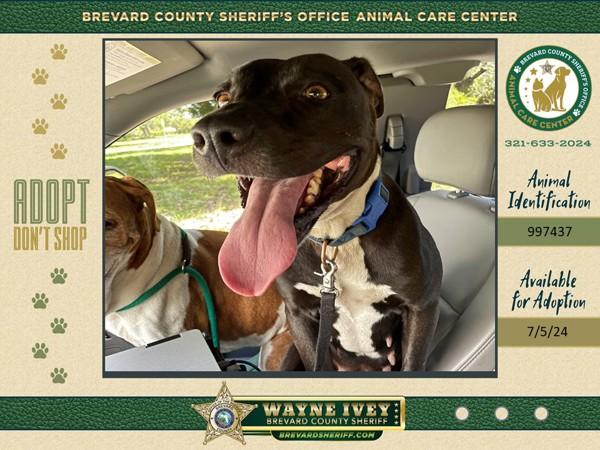 Oakley, Adoptable, Adult Female Mixed Breed.