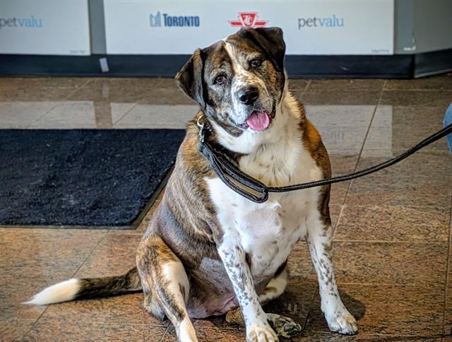 Enlarge Penny, a Adopted Australian Cattle Dog / Blue Heeler in Etobicoke, ON image 1/3