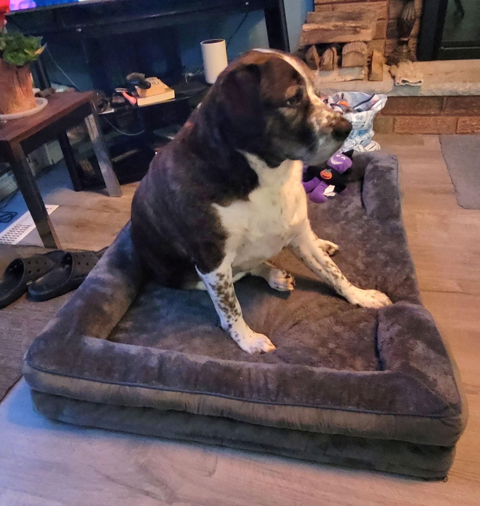 Enlarge Penny, a Adopted Australian Cattle Dog / Blue Heeler in Etobicoke, ON image 3/3