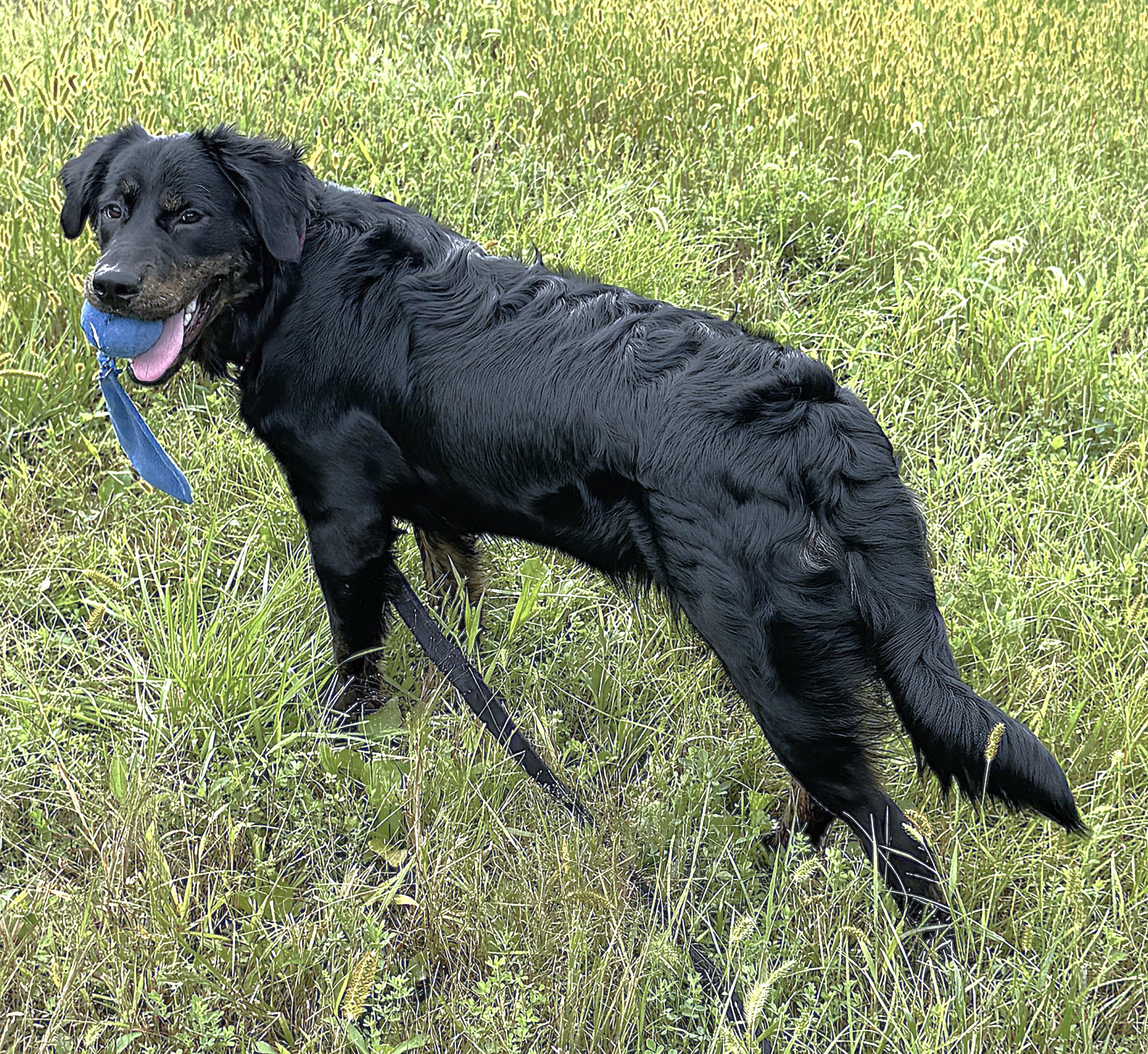 Enlarge BELLA, a Adoptable mixed breed in Beechbottom, WV image 3/5