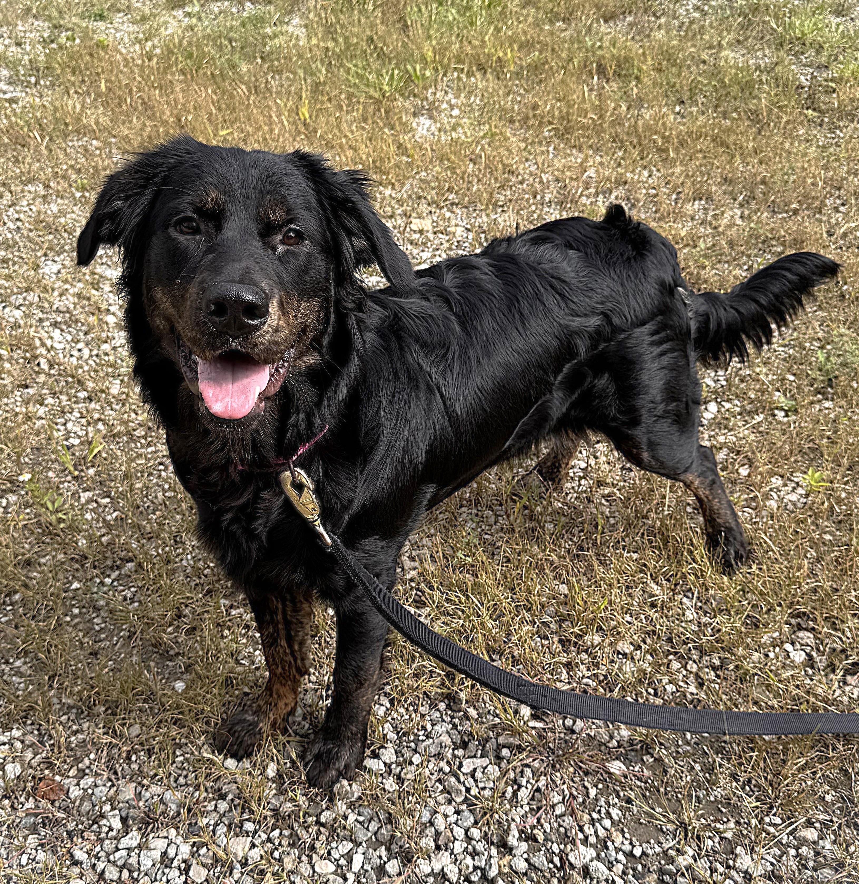 Enlarge BELLA, a Adoptable mixed breed in Beechbottom, WV image 2/5