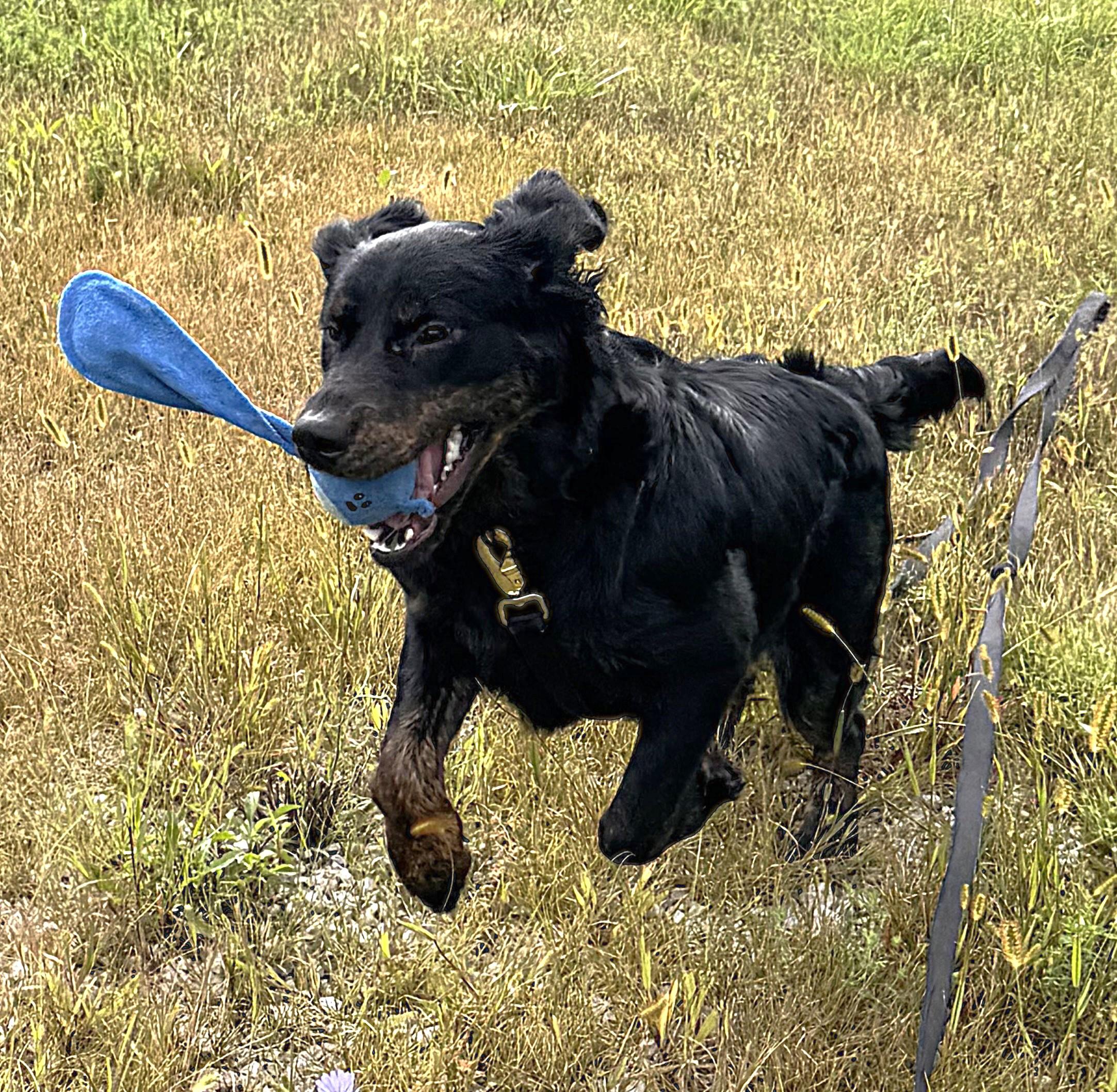 Enlarge BELLA, a Adoptable mixed breed in Beechbottom, WV image 4/5