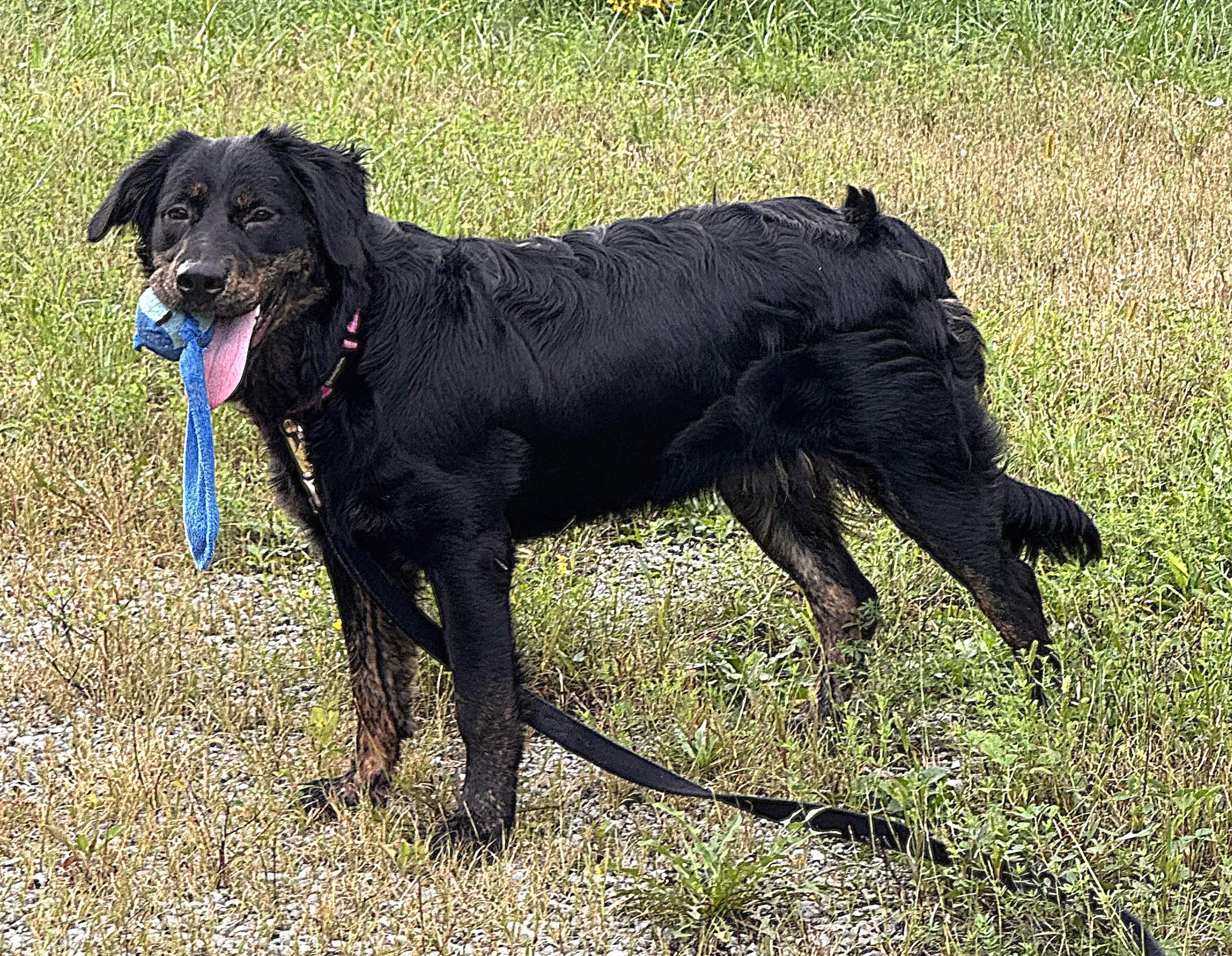 Enlarge BELLA, a Adoptable mixed breed in Beechbottom, WV image 5/5