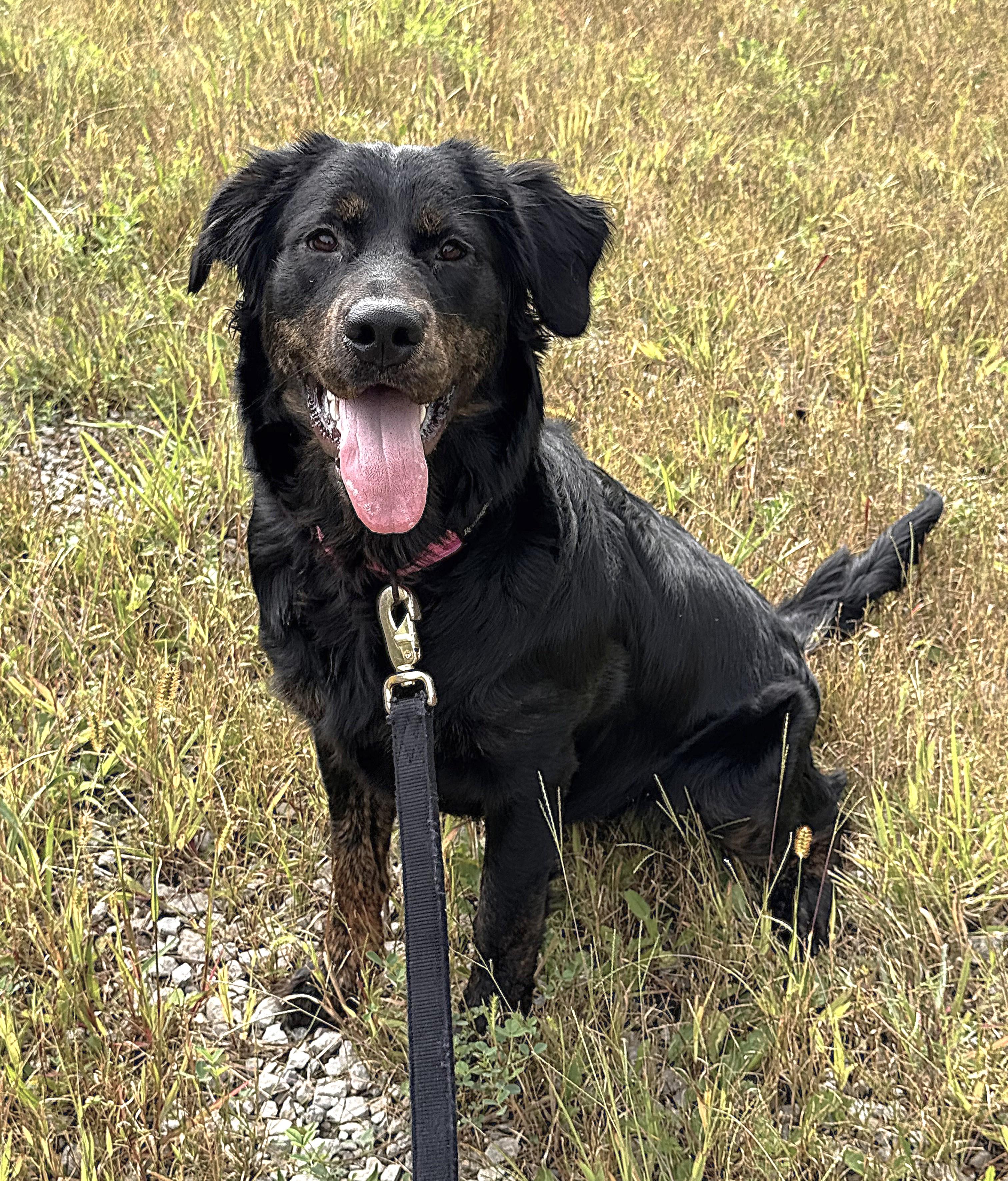 BELLA, Adoptable, Adult Female Flat-Coated Retriever.