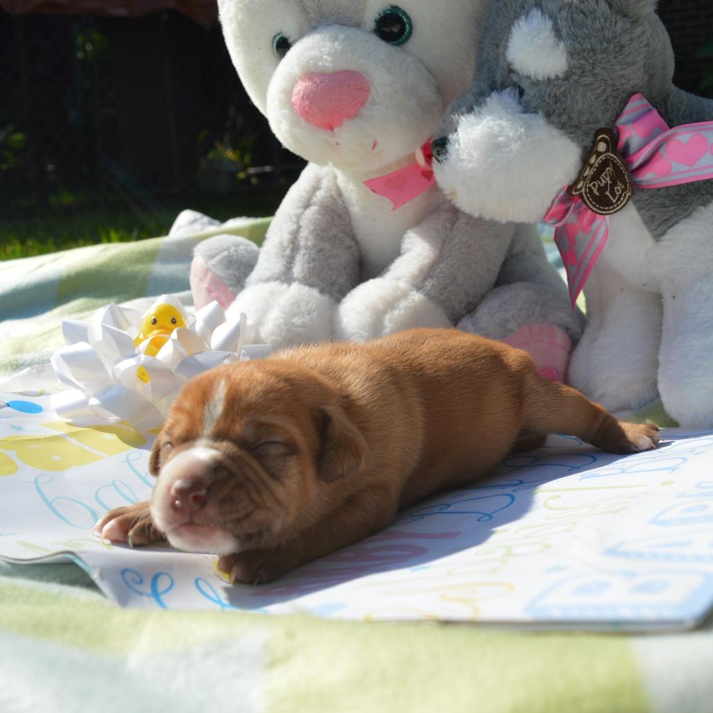 Destiny - Pup 5, Adoptable, Puppy Female Retriever.