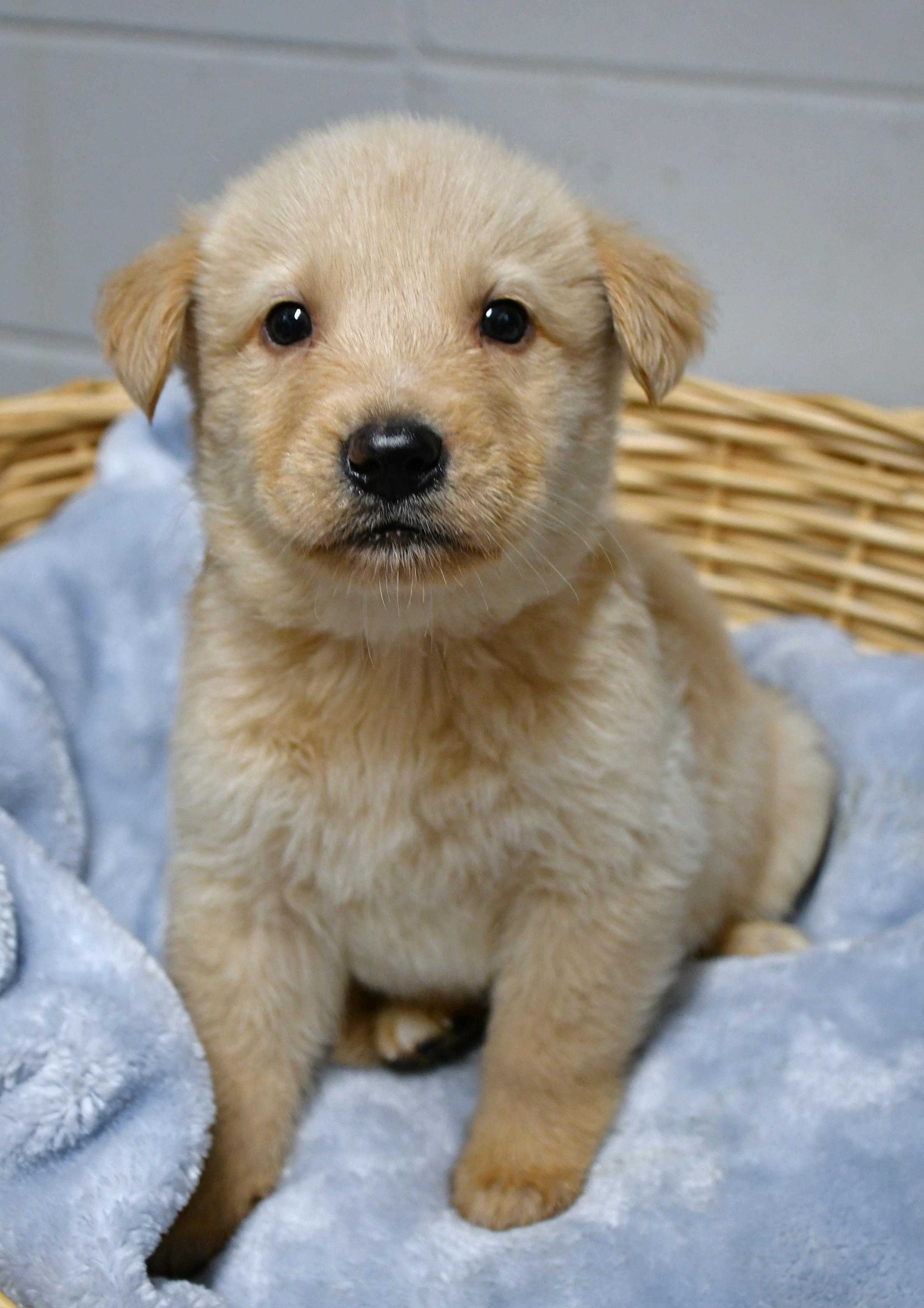 Meet Mars A-138648 He is one of eight adorable puppies who came to the shelter with his mom Nova