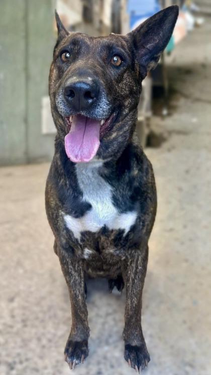Eloise, Adoptable, Adult Female Shepherd & Mixed Breed.
